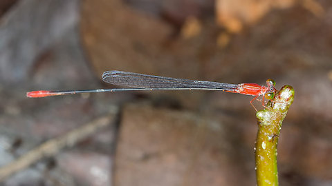 Red-breasted Longtail (Teinobasis rufithorax)
